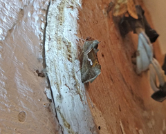 Macdunnoughia confusa