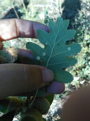 Neuroterus albipes