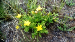 Hypericum aethiopicum