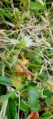 Cerastium fontanum