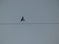 Setophaga coronata coronata