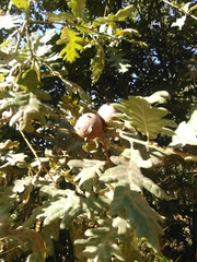 Andricus quercustozae