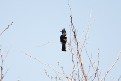 Phainopepla nitens