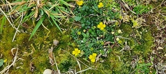 Potentilla erecta