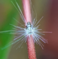 Ricaniidae