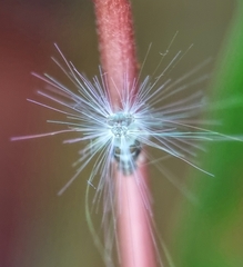 Ricaniidae