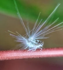Ricaniidae