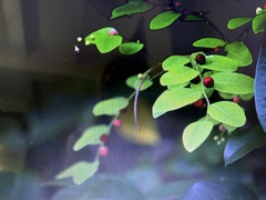 Phyllanthus reticulatus
