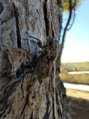 Cicada
