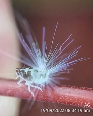 Ricaniidae