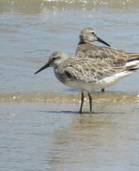 Calidris tenuirostris