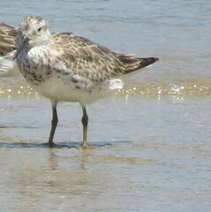 Calidris tenuirostris