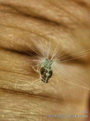 Ricaniidae
