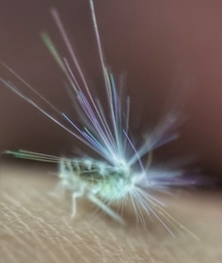 Ricaniidae