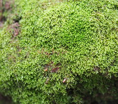 Lepidoziaceae