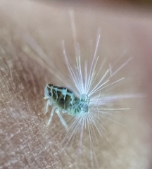 Ricaniidae