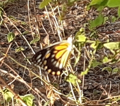 Belenois java
