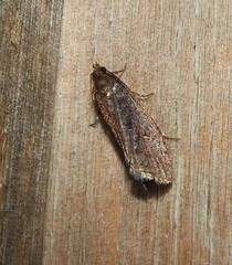 Cryptaspasma querula