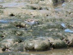 Calidris ruficollis