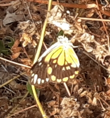 Belenois java
