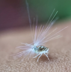 Ricaniidae