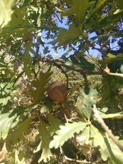 Andricus quercustozae