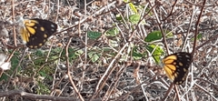Belenois java