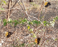 Belenois java