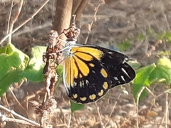 Belenois java