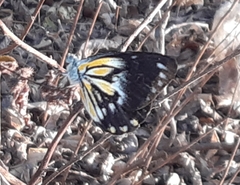 Belenois java