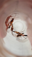 Ctenochares bicolorus