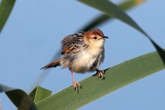 Cisticola tinniens
