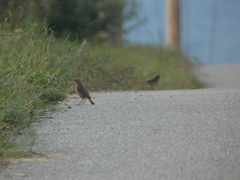Setophaga palmarum palmarum