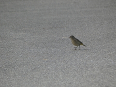 Setophaga palmarum palmarum