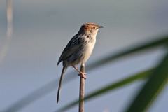 Cisticola tinniens
