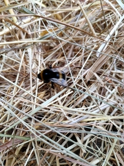 Bombus terrestris