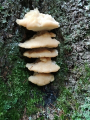 Climacocystis borealis