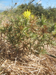 Scolymus maculatus