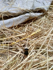 Bombus terrestris