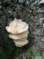 Climacocystis borealis