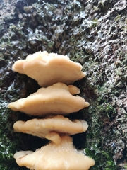 Climacocystis borealis