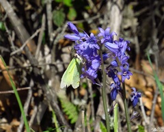 Hyacinthoides hispanica