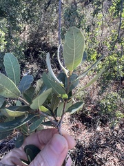 Quercus engelmannii