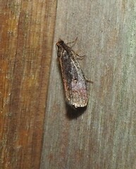 Cryptaspasma querula