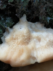 Climacocystis borealis