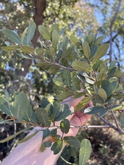 Quercus engelmannii