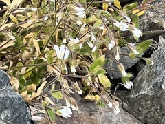 Cerastium alpinum