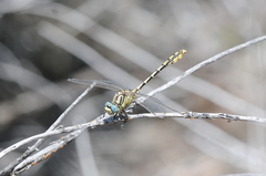 Ophiogomphus morrisoni