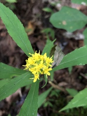 Solidago curtisii