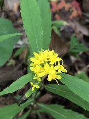 Solidago curtisii